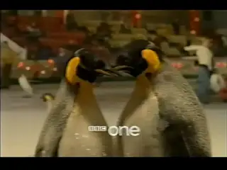 Thumbnail image for BBC One (Penguins - Sting)  - Christmas 2007